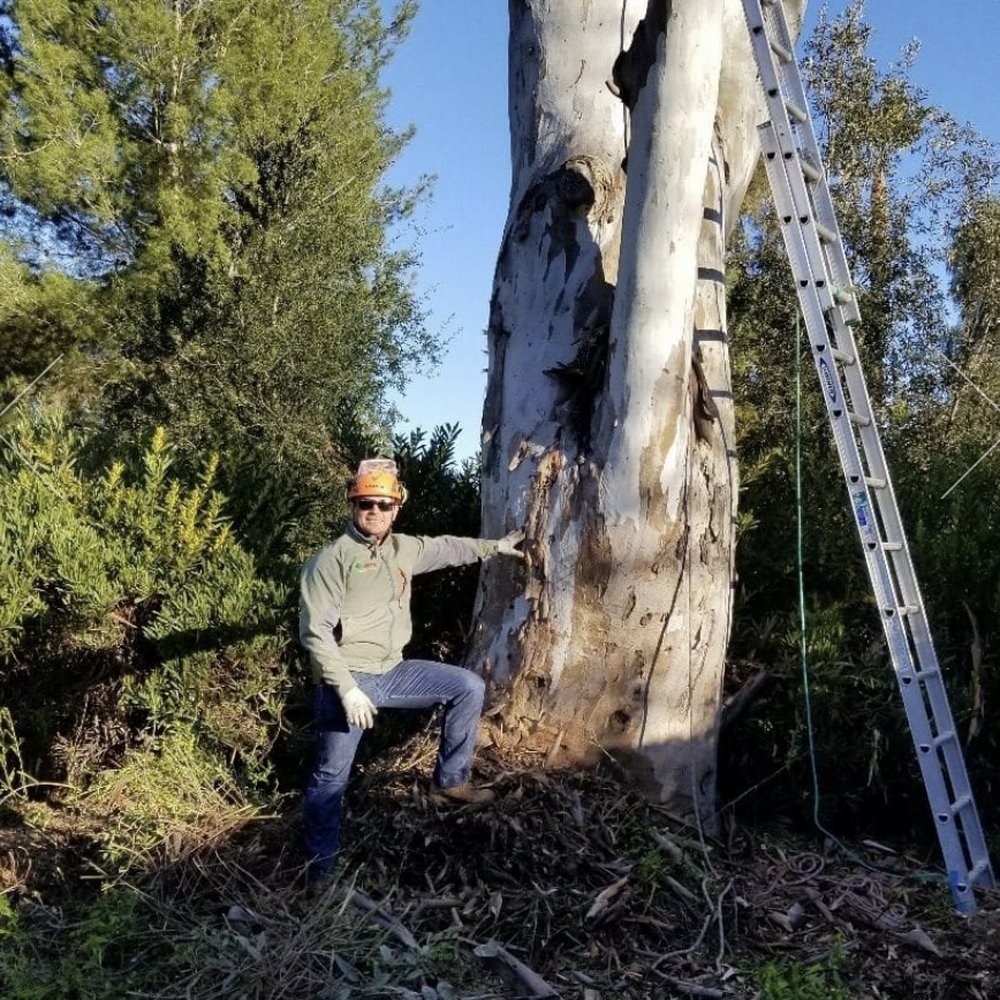 tree pruning service