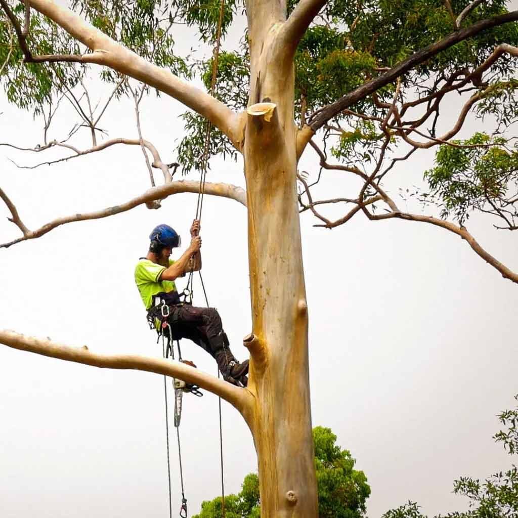 Tree-removal-arborist