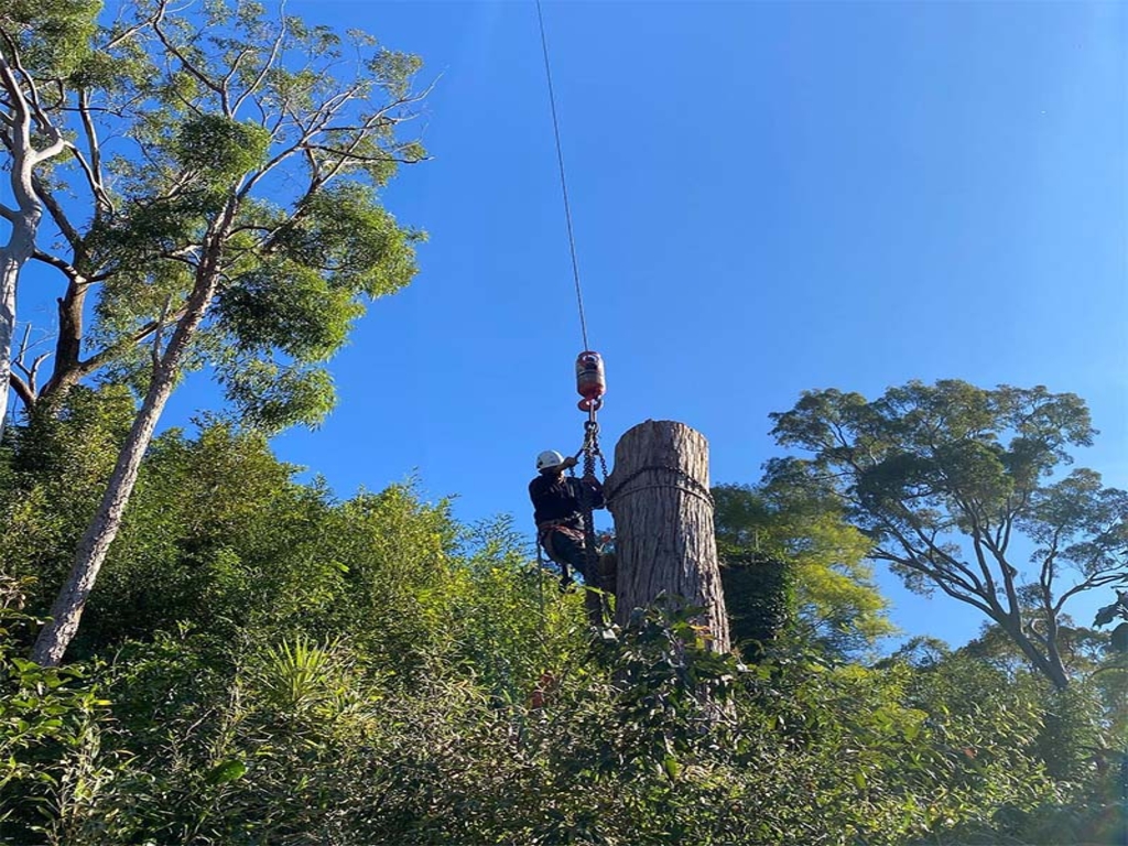 Tree cutters pruning of trees