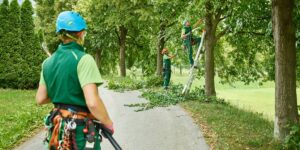 Understanding Tree Pruning Costs and Services in Sydney