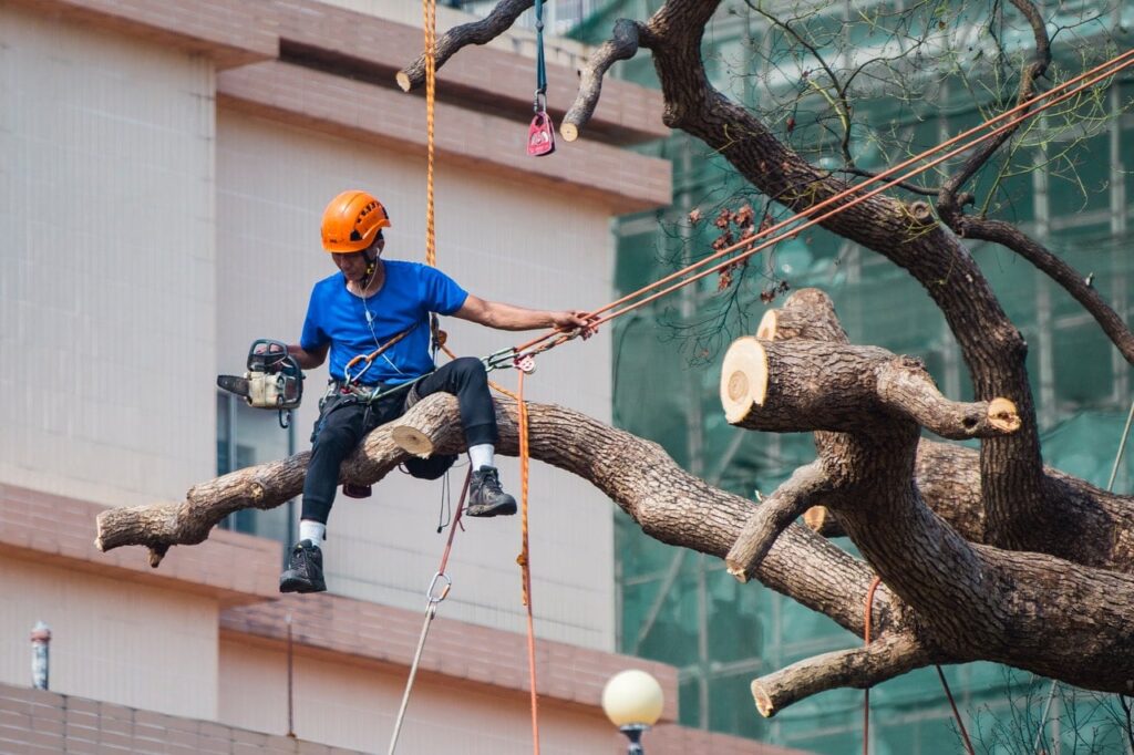 tree removal inner West