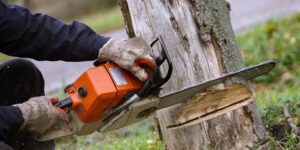 Benefits of Professional Tree Removal Inner West