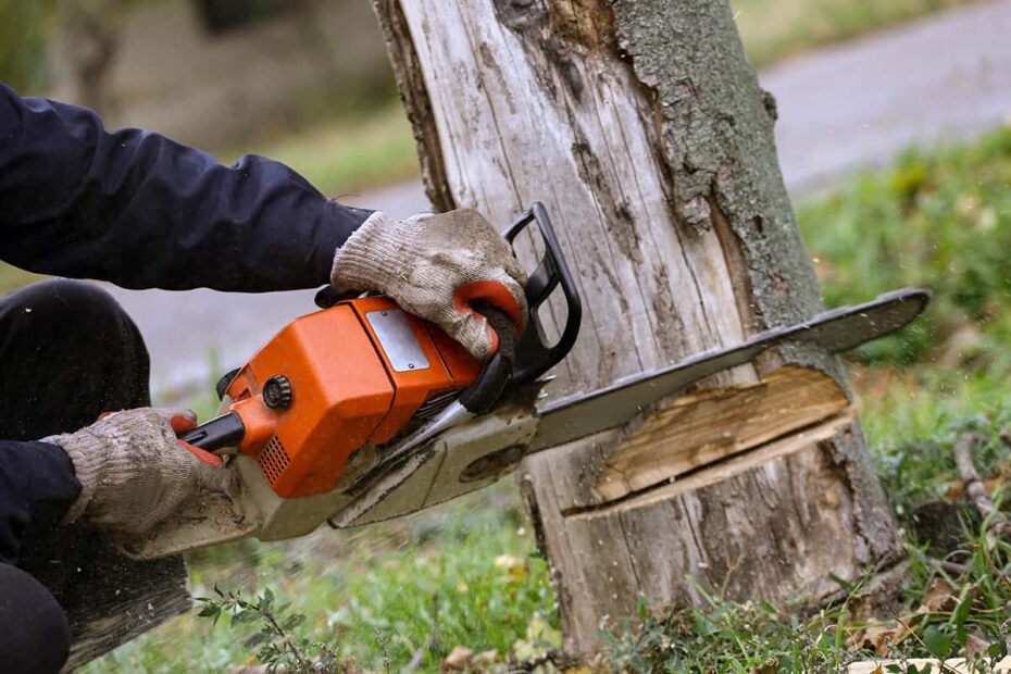 tree removal inner west