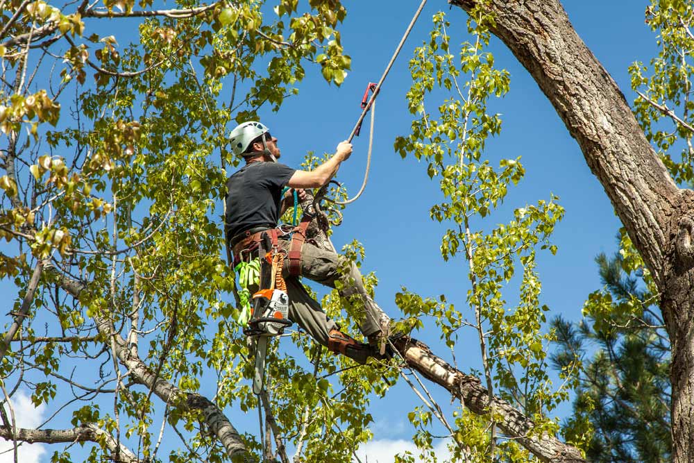 tree removal inner west