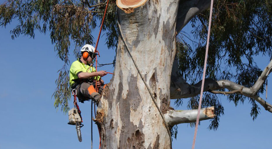 tree removal inner west