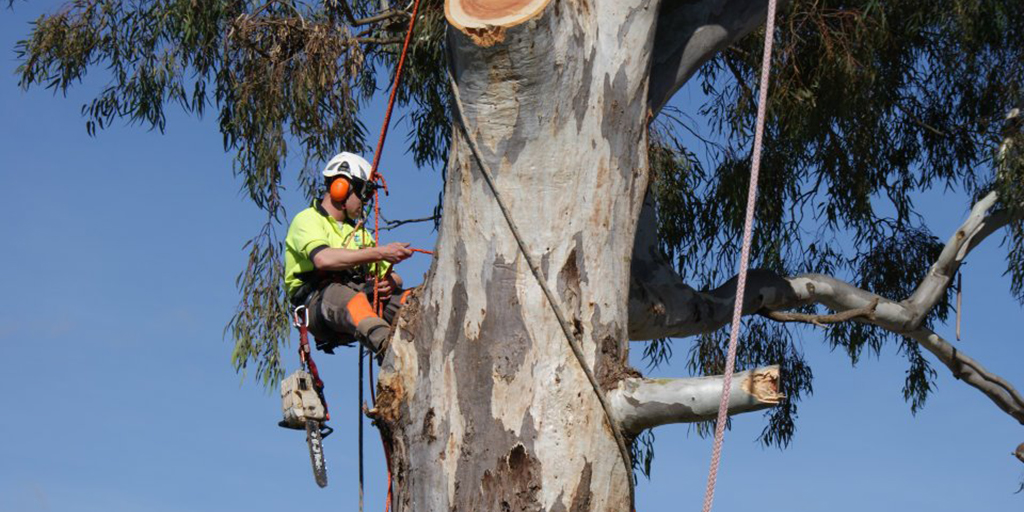 tree removal inner west