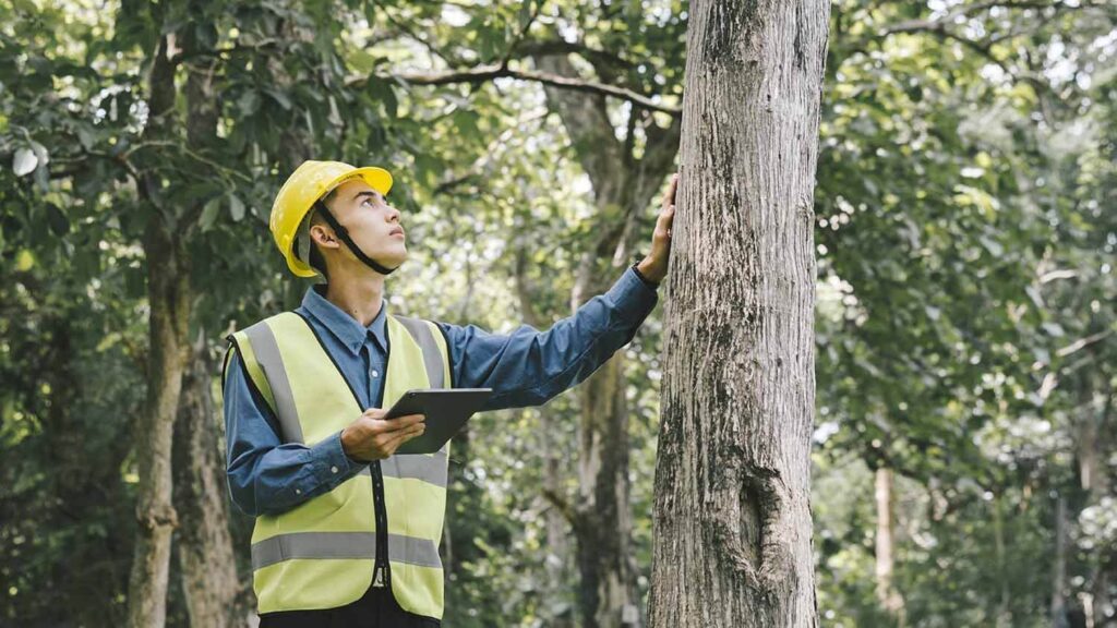 Project Arborist in Sydney