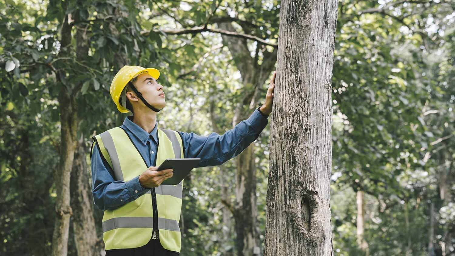 Choosing a Project Arborist in Sydney for Complex Tree Projects