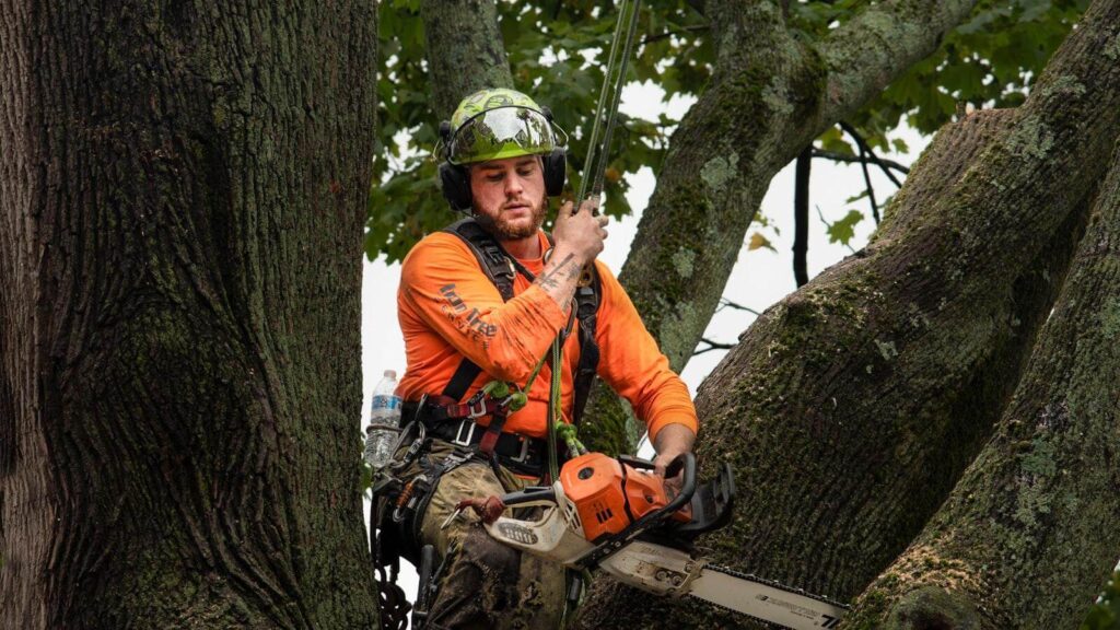 Project Arborist in Sydney