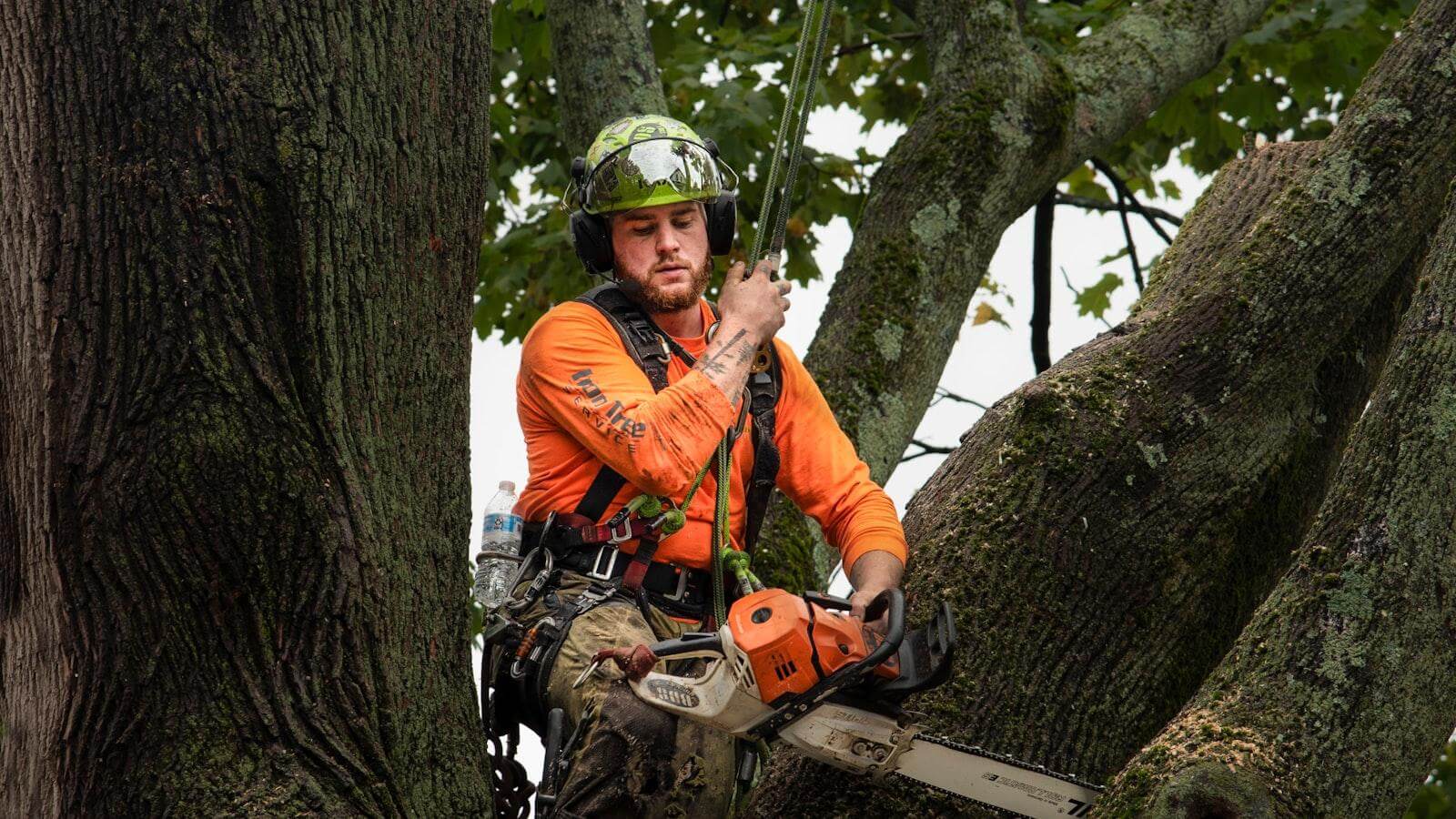 Choosing a Project Arborist in Sydney for Complex Tree Projects