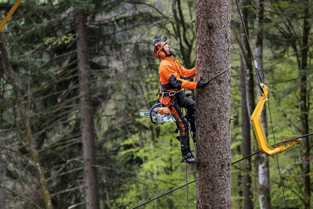 Tree Removal Service