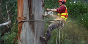 Tree Removal Service: Comprehensive Solutions for Property Owners