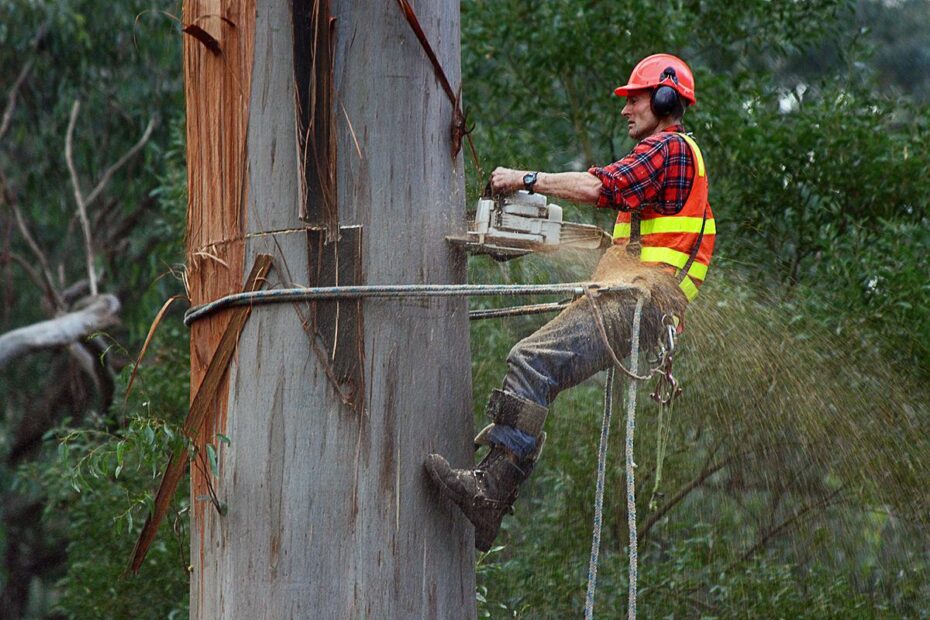 Tree Removal Service