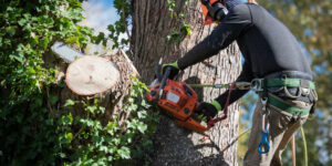 Choosing a Project Arborist in Sydney for Complex Tree Projects