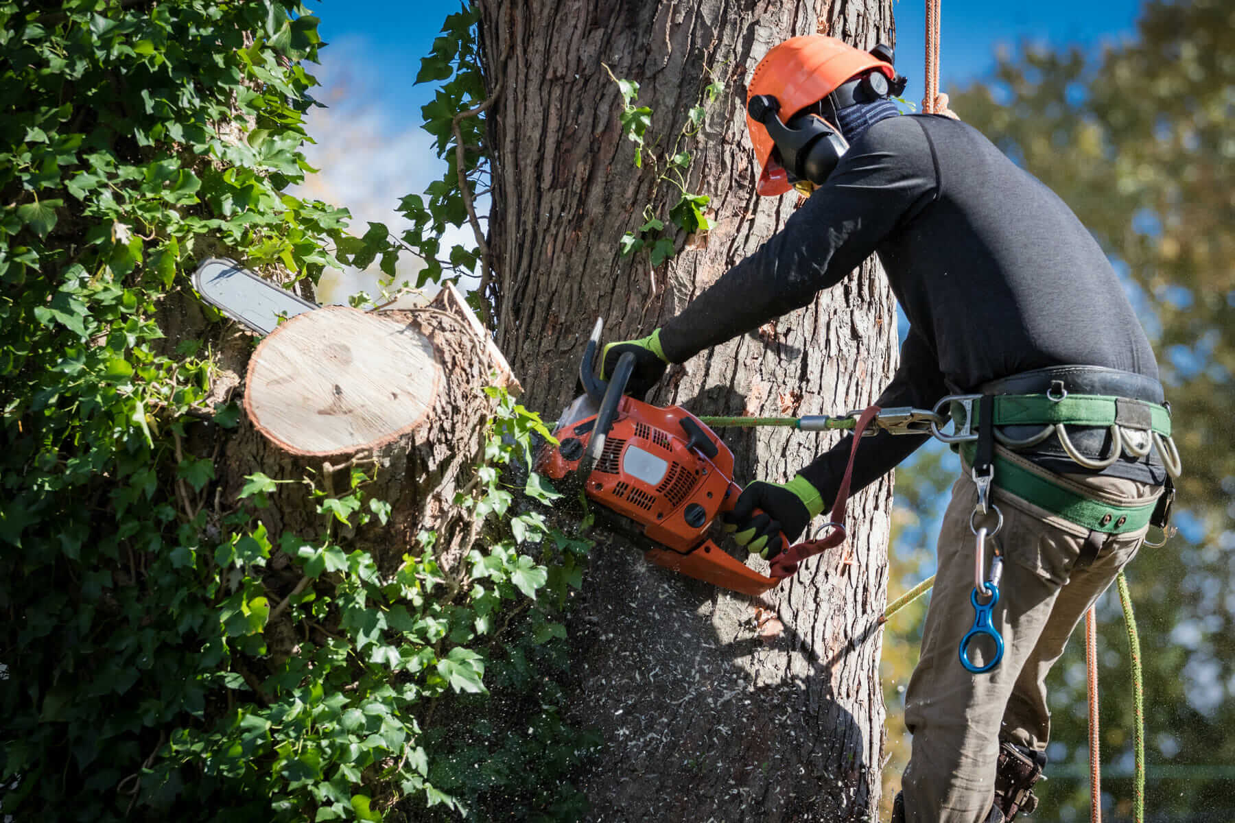 Project Arborist in Sydney