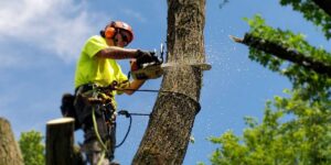 What Tree Lopping Services in Sydney Teach Us About Urban Risk Management