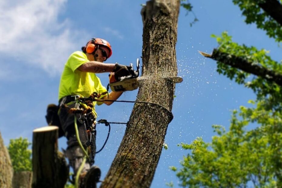 What Tree Lopping Services in Sydney Teach Us About Urban Risk Management