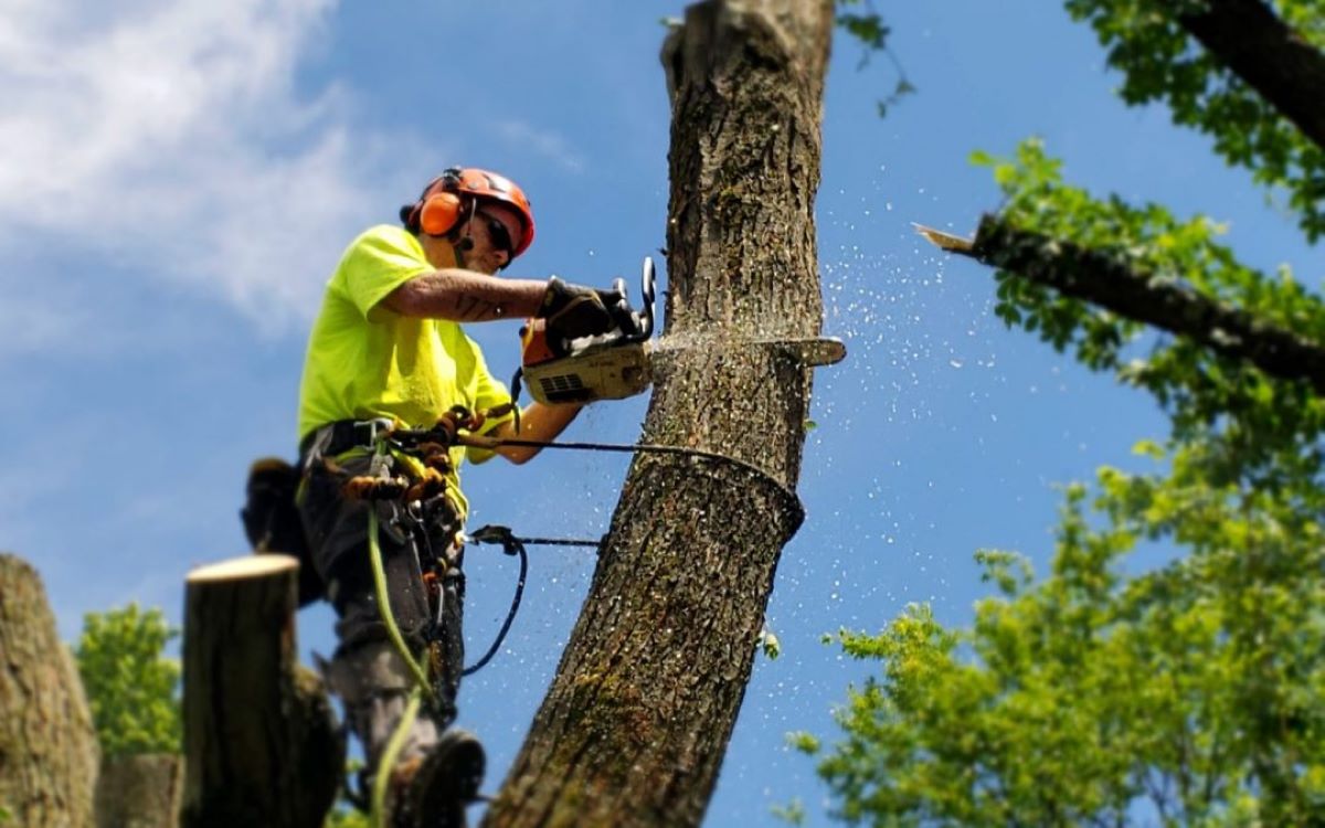 What Tree Lopping Services in Sydney Teach Us About Urban Risk Management