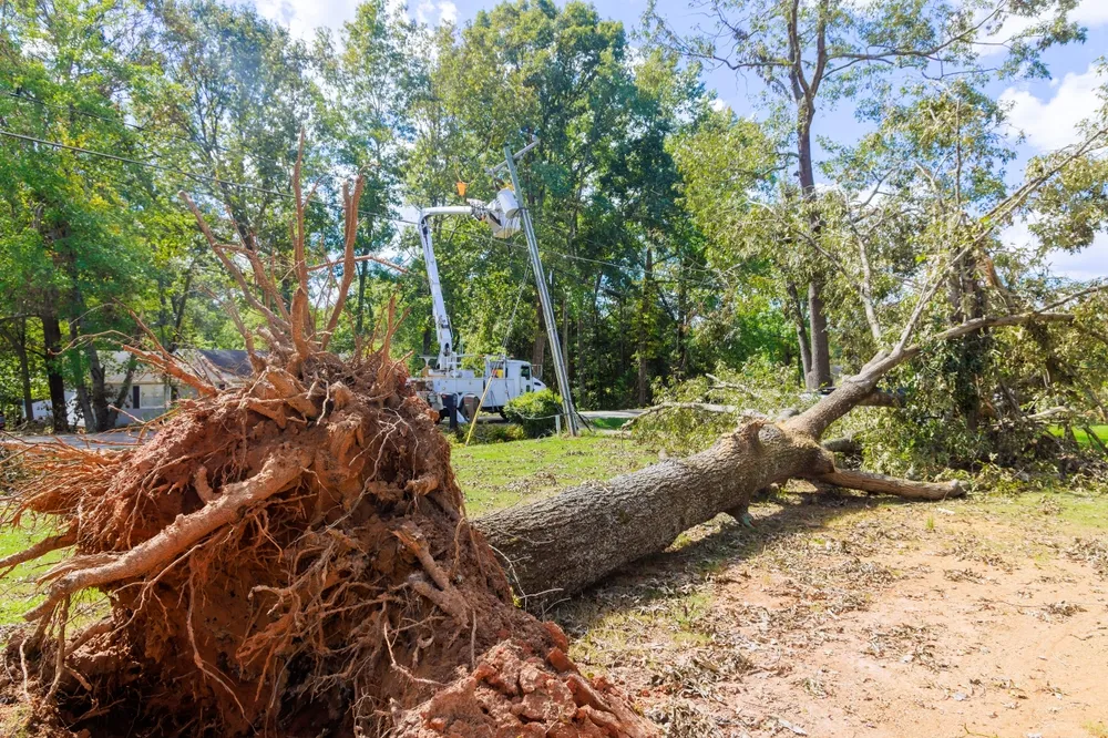 What Tree Lopping Services in Sydney Teach Us About Urban Risk Management