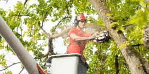 The Role of Arborist Services in Sydney’s Green Infrastructure Future