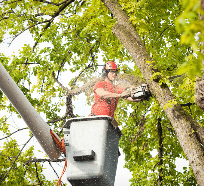 The Role of Arborist Services in Sydney’s Green Infrastructure Future