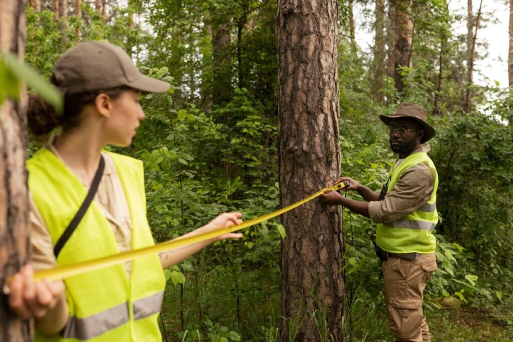 What Tree Lopping Services in Sydney Teach Us About Urban Risk Management
